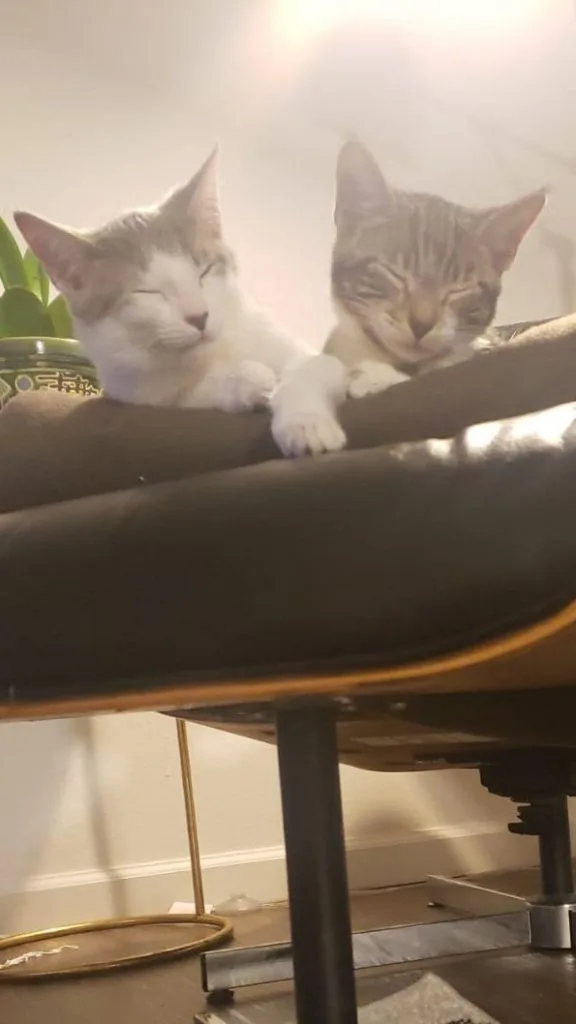 Two kittens napping side by side