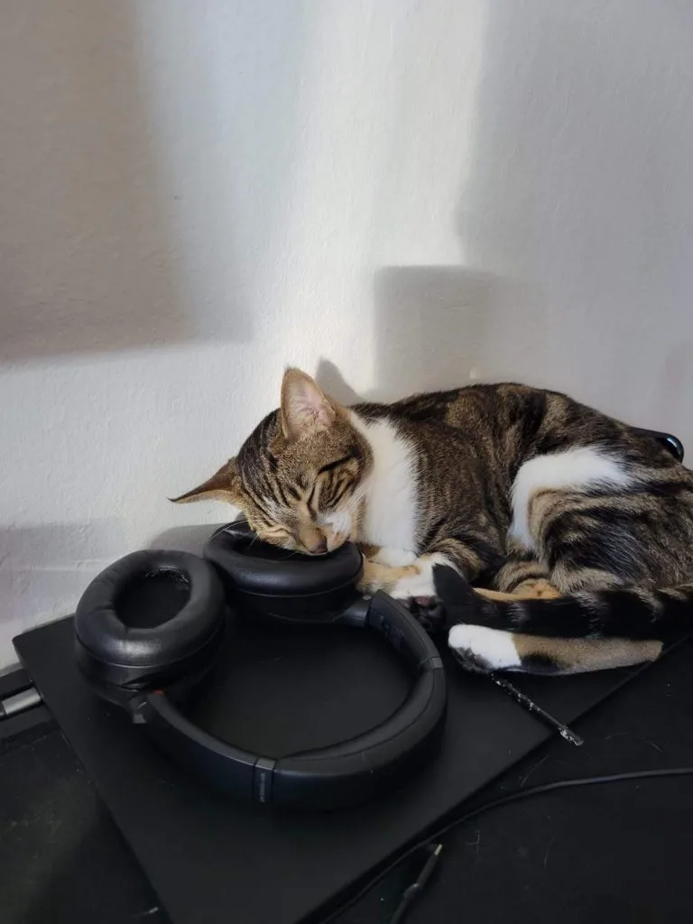 A cat dozing against a pair of headphones