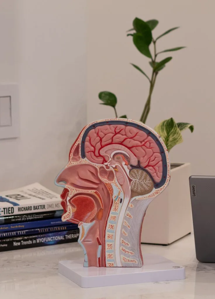Anatomical cross-section model of the head and upper airway