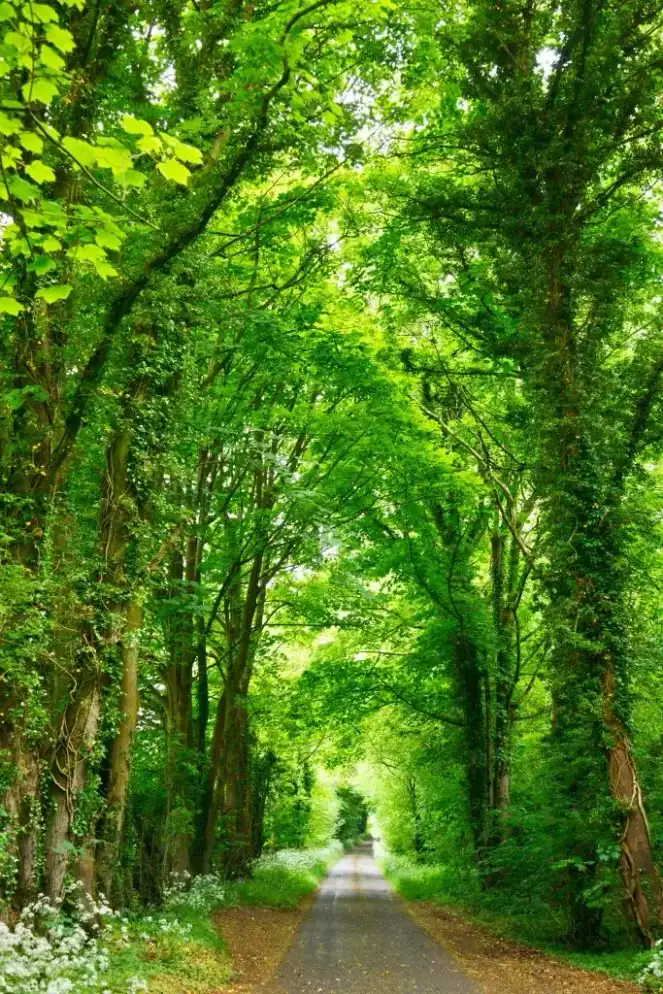 A sunlit, tree-lined path
